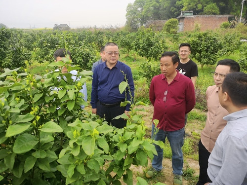 开云(中国)Kaiyun·官方网站:何福林率博士团赴邑口村开展服务 助力乡村振兴