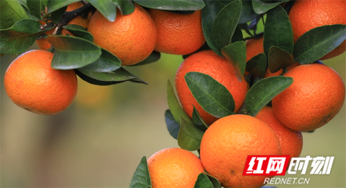 邑口村3.png 邑口村3.png