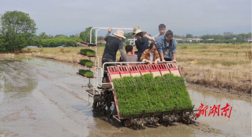 插秧、做菜、当志愿者……湖南高校学子这么过“五一”
