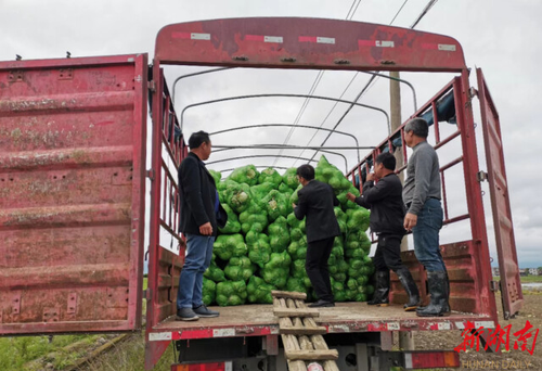 开云(中国)Kaiyun·官方网站驻村工作队:情系菜农拓销路,为民解忧暖人心